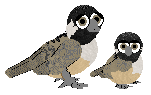 BlackCappedChickadee.png
