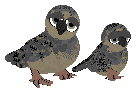MourningDove.png