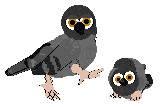 Pigeon.png