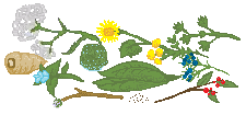herbs.gif