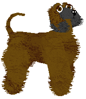 Afghan Hound - Wyndhaven