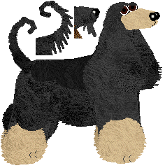 Afghan Hound - Abnormality (Vicki)