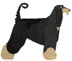 Afghan Hound - Abnormality (Jess)