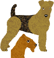 Airedale Terrier - Supernova