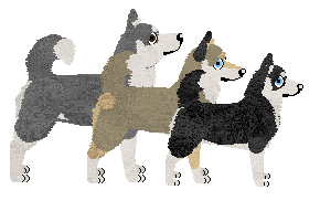 Alaskan Klee Kai - Kismet V2