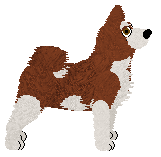 Alaskan Klee Kai - Unknown