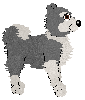 Alaskan Malamute - Unknown