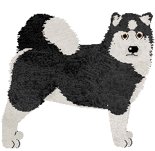 Alaskan Malamute - Abnormality V3