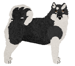 Alaskan Malamute - Supernova