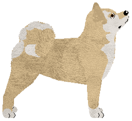 American Akita - Lotus/Abnormality