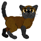 American Burmese - Celia @ Filthy Hippie