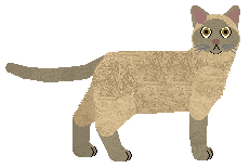 American Burmese - Rebirth