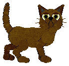 American Burmese - Unknown