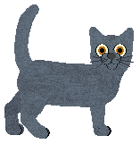 American Burmese - Stumbled