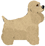 American Cocker Spaniel - Abnormality V1