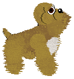 American Cocker Spaniel - Tikki