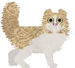 American Curl - Paranoia (Longhair)