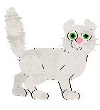 American Curl - Unknown