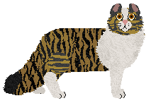 American Curl - Supernova (Longhair)