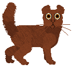 American Curl - Paranoia (Shorthair)