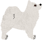 American Eskimo - Genuine Kennels