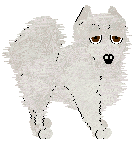 American Eskimo - Unknown