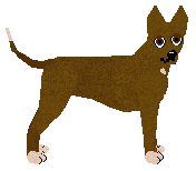 American Hairless Terrier - Supernova (Hairless)