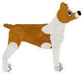 American Hairless Terrier - Supernova (Coated)