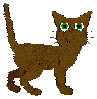 American Havana Brown - Unknown