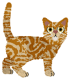 American Shorthair - Supernova