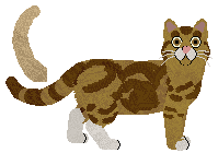 American Shorthair - VPZ