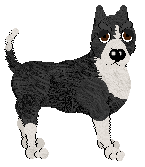 American Staffordshire Terrier - Nimh