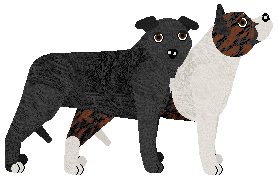 American Staffordshire Terrier - Supernova