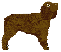 American Water Spaniel - Autumn Down Kennels