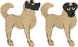 Anatolian Shepherd Dog - Celia @ Filthy Hippie