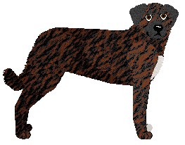 Anatolian Shepherd Dog - Supernova