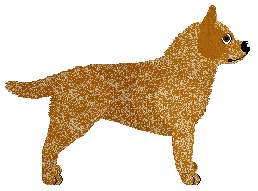 Australian Cattle Dog - Dragonstone