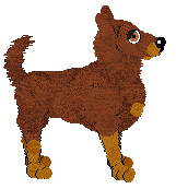 Australian Kelpie - Supernova V1