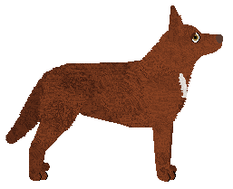 Australian Kelpie - Supernova V3