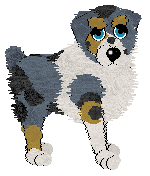 Australian Shepherd - Sunshine