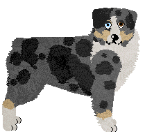 Australian Shepherd - Abnormality (Lotus)