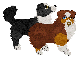 Australian Shepherd - Abnormality (Vicki) V1