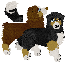 Australian Shepherd - Finishing Touch V2