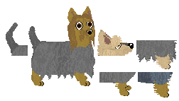 Australian Silky Terrier - Paranoia