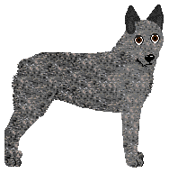 Australian Stumpy Tail Cattle Dog - Supernova
