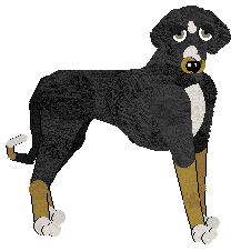 Azawakh - Abnormality