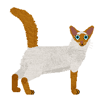 Balinese - Supernova V2