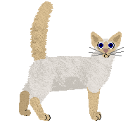 Balinese - Supernova V1