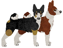 Basenji - Abnormality