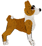 Basenji - Faerie Barn Dance